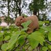 capybaraaccountf