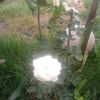caritina178