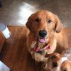 winston_thegoldenboy