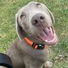 elsathesilverlab