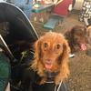 jess.and.doxies