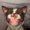 sleepydawgremy