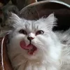 jezzybabi