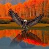 yastreb_31