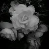 _athanasia21_