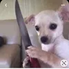 o_xsmilex_a