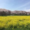 natsumikann00