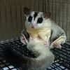 sugarglider_7j