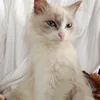 apaaaajeleh