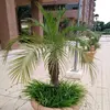 palmera08_