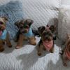 lapandillayorkie