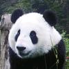 pandalsanc