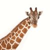thatgiraffekid1