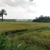 tulisan_ahsa