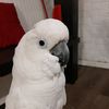 lilipie27