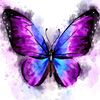 butterflylover87