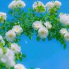 dewibouquetformosa
