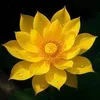 ni.binh.yn7