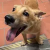 hianupet