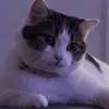 lifeofcc7