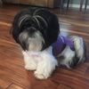 tiktokwithdogs