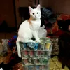 Кошкин дом в деревне 🐈