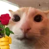 dinhtungkhang12