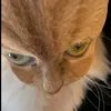 wolfylovelove5