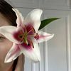 liliixz