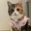 mochi_the_cat08