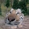 victor_43210