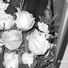 ptri_tyra18