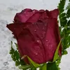 bnyamin.goran