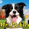 mrpickles85