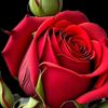 abee_khan5