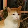 mixhaur