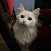 jessiepham97