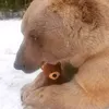 teddy_bear_6789
