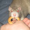kiarasilverrat