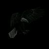 kyrgyz_boy.0ffxr