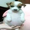 denianrodrigues2
