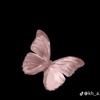 butterfly128907