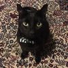 .allycatness