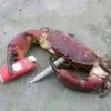 garpojw