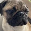 oharrrypug