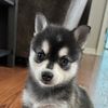 kleekaipuppies4sale