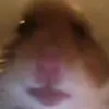 follow.f0r.hamster.cult