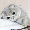lilmeow.m