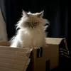 franzivanilla