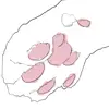 forezor_